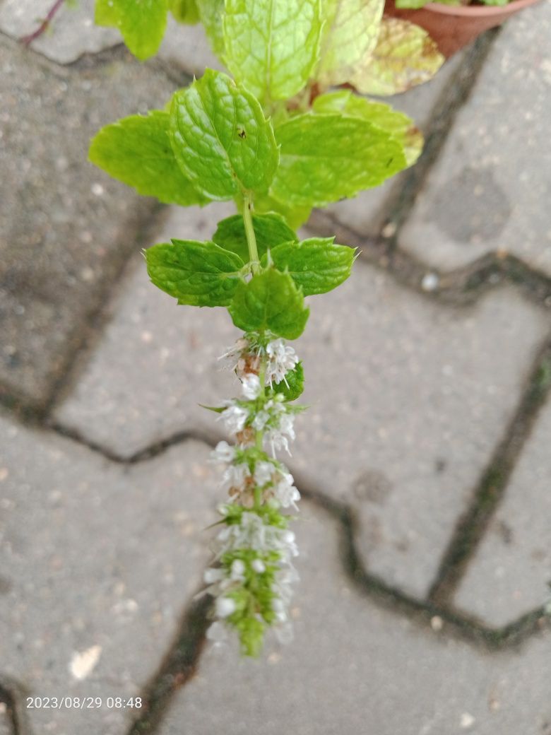 Sadzonki Mięty niskiej