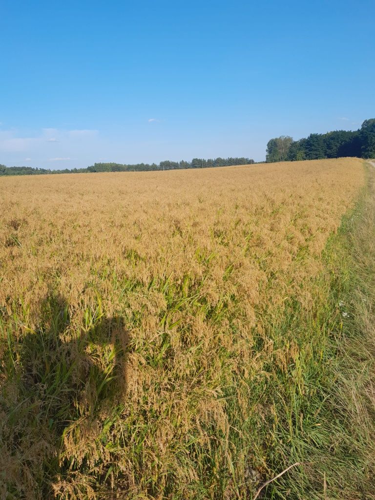 Proso, karma dla ptaków, wysyłka!