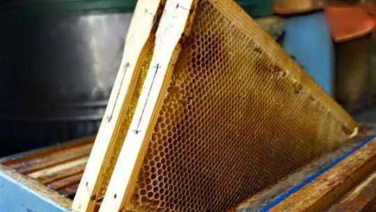 Рамки Сушь Пчелиную суш бджолина, стільники сушняк Рамки Дадан-300