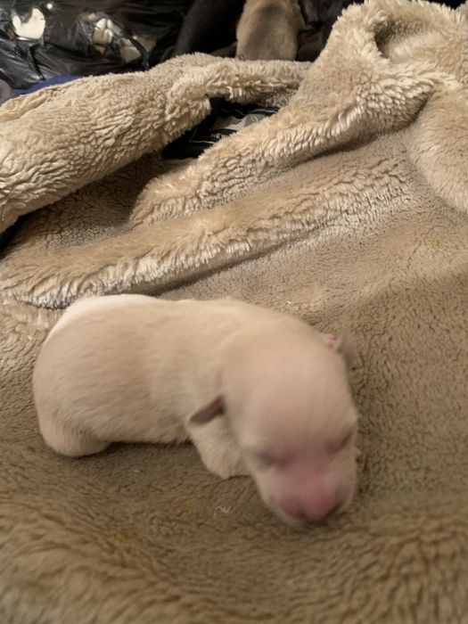 Отдам щенят в хорошие руки !