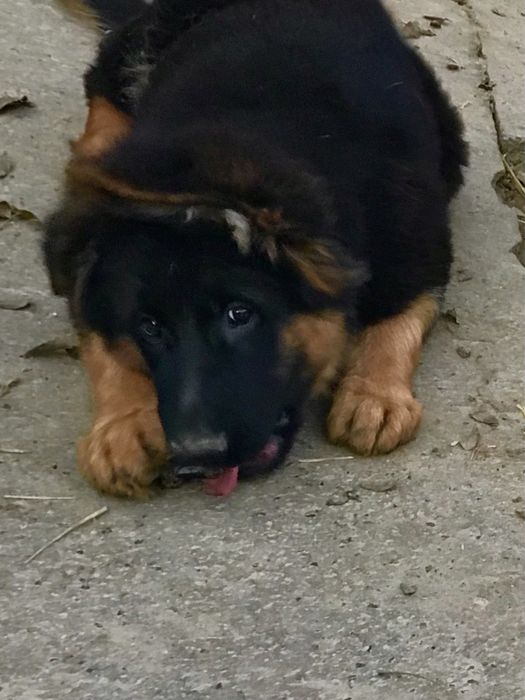 Owczarek niemiecki długowłosy potężny szczeniak A po potężnych psach