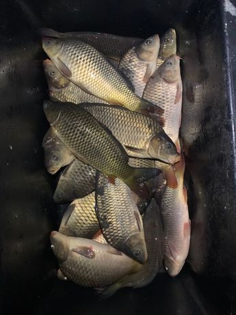 Жива риба/риба: Карп, Товстолоб, Амур