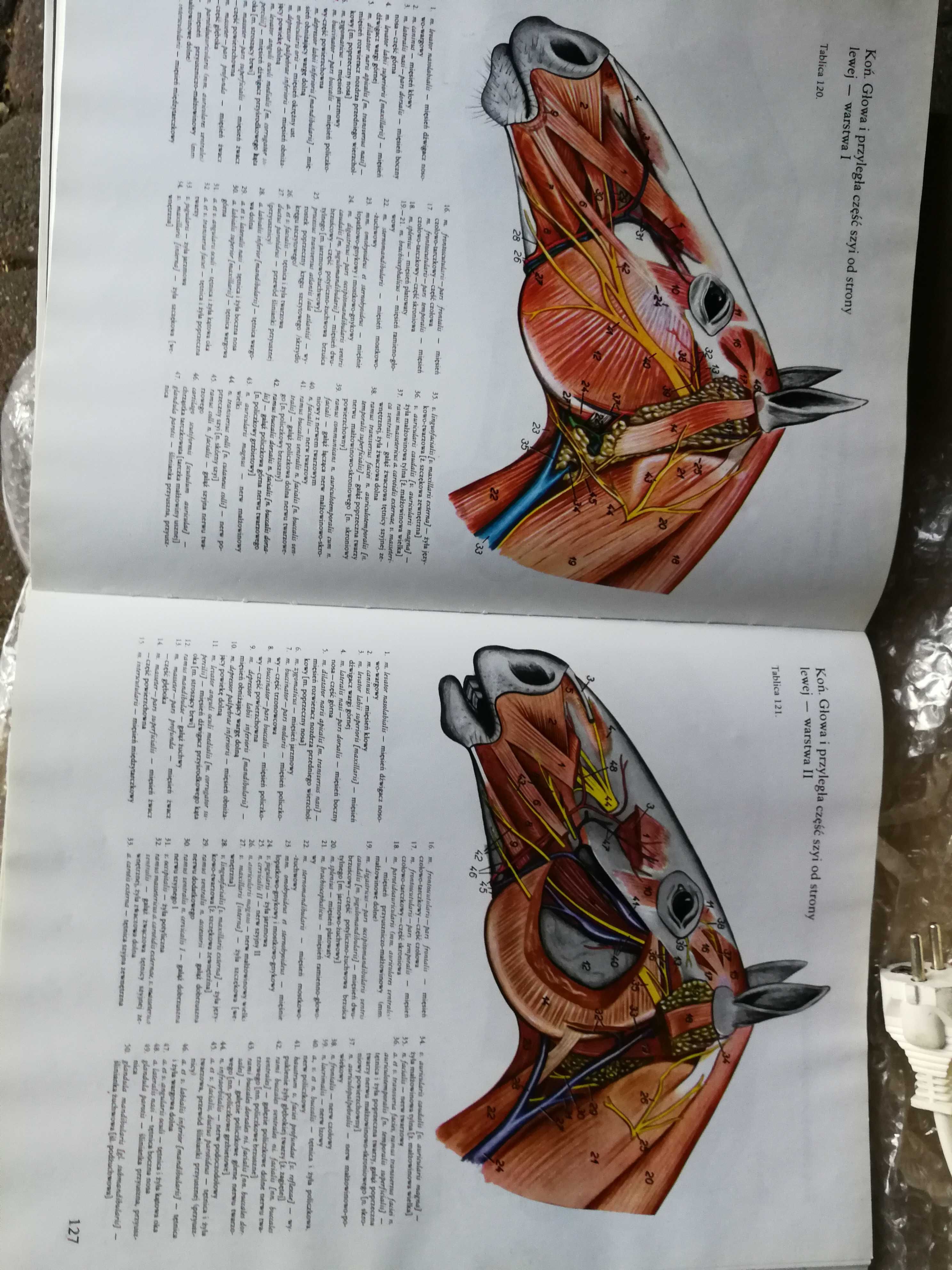 Atlas anatomii topograficznej zwierząt domowych Popesko t.1-2