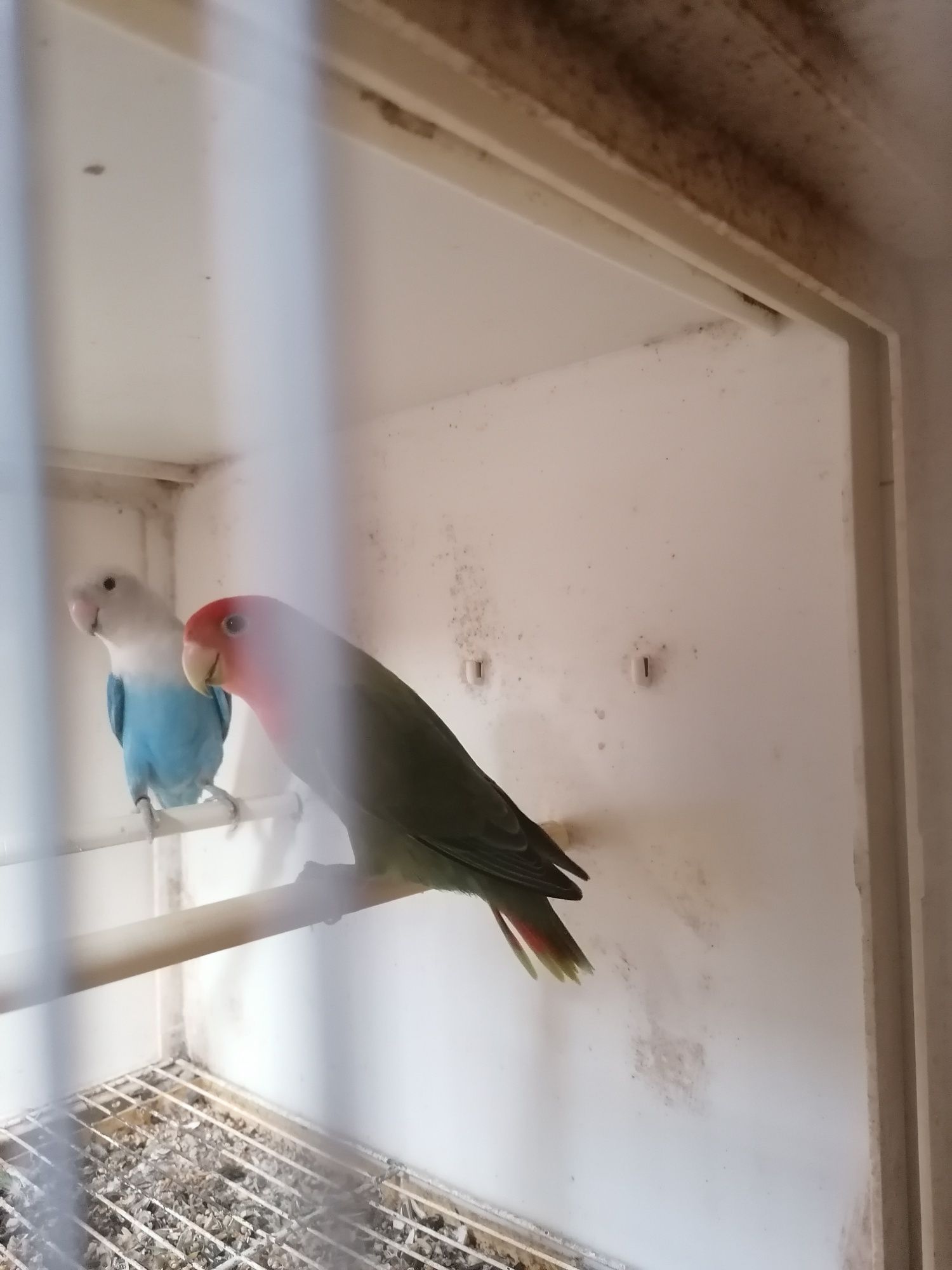 Todo tipo de pássaros para vender.