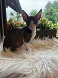 Cornish Rex kociak