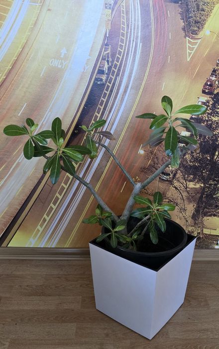 Zamiokulkas i inne kwiaty doniczkowe cena (od 40 do 200)