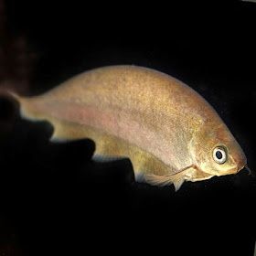PEIXE FACA AFRICANO (Xenomystus Nigri)