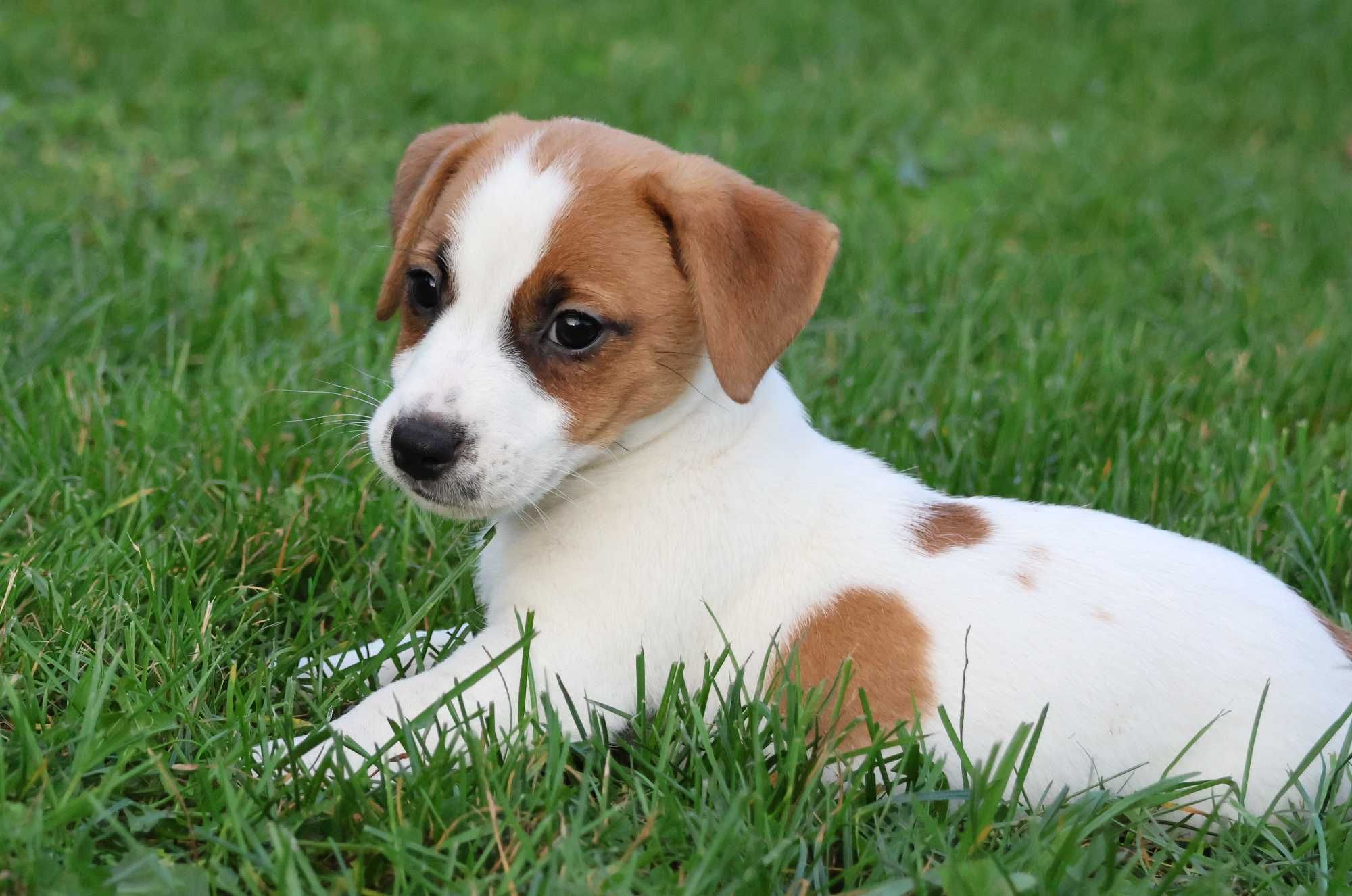 Już są!!- Jack Russell Terrier z hodowli"BREFIO"/badania genetyczne