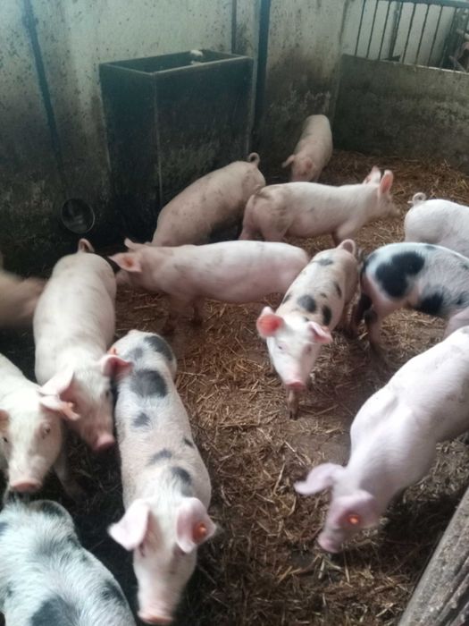 Prosięta Warchlaki Polskie Dobrostan Tuczniki