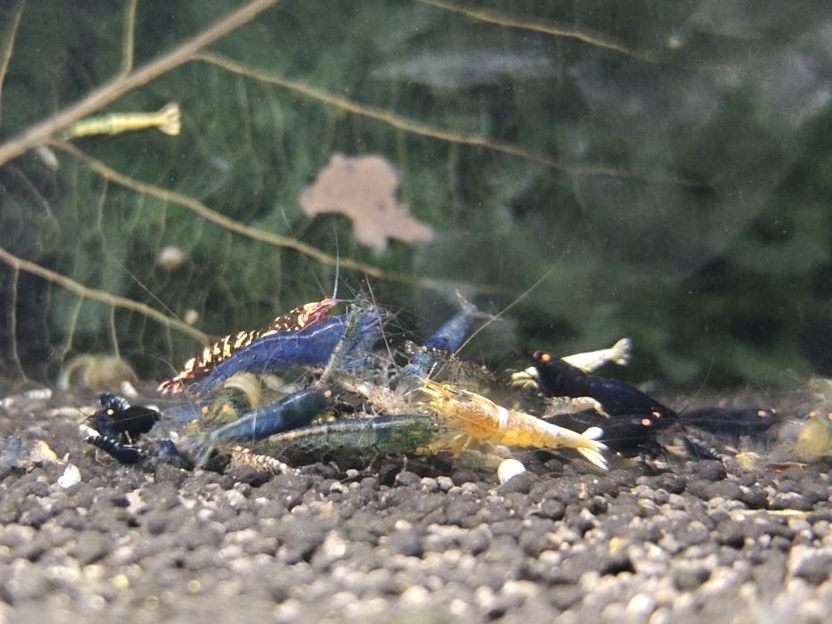 Krewetki Caridina MIKS krewetek