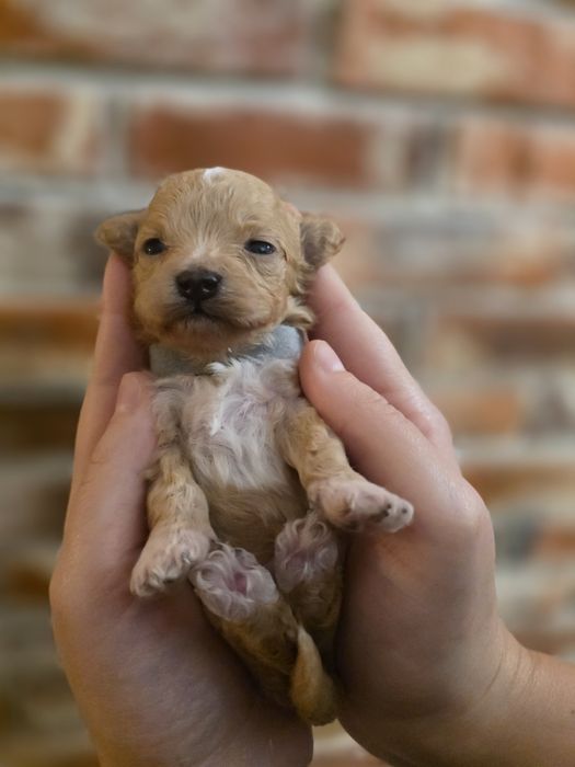 Maltipoo f1 piesek xxs  do rezerwacji !