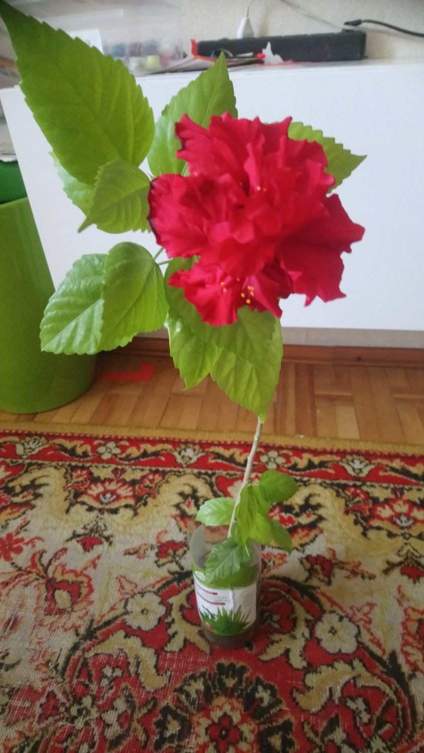 Гибискус комнатный
