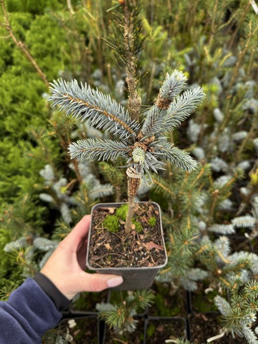 Туя смарагд.Однорічні прищеплені (привиті) хвойні рослини