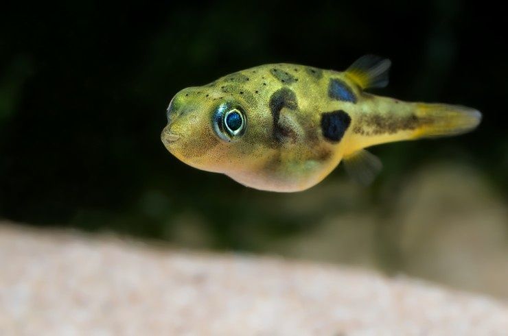 Тетрадон карликовий рибка акваріумна