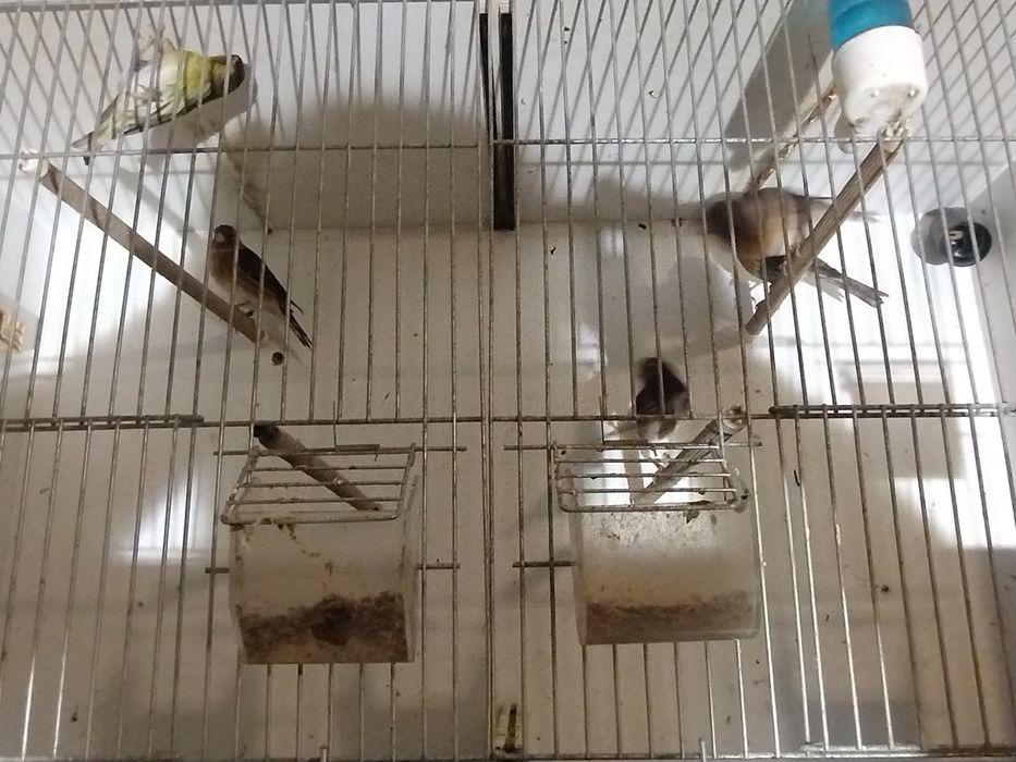 Kanarki Basztardy i regały