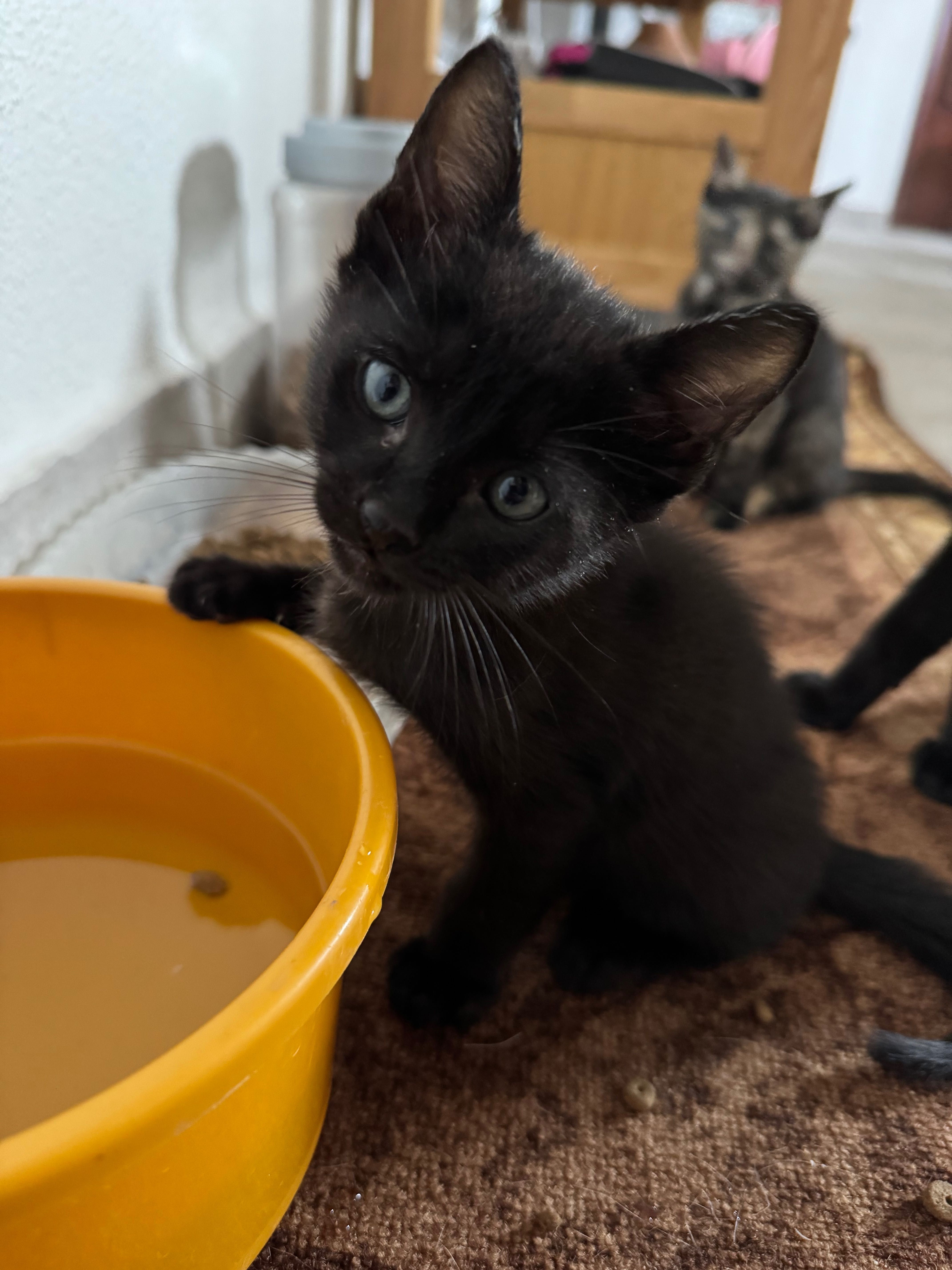 5 gatinhos para adoção responsável