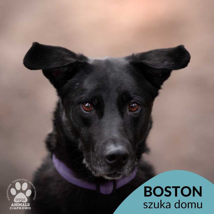 Boston - pozytywny psiak czeka na dom w OTOZ Animals Ciapkowo!