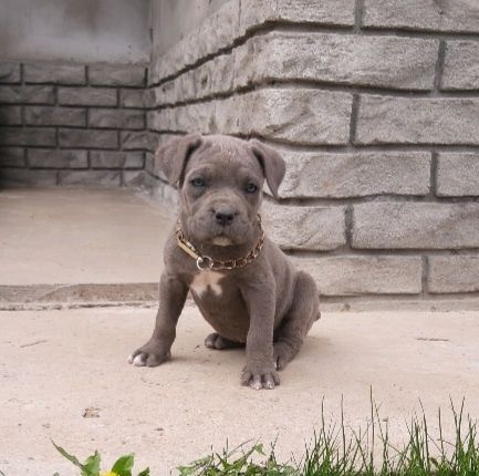 Цуцики кане, голубої окраси