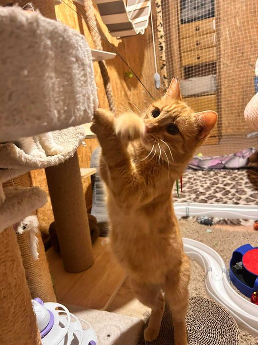 Śliczna, ruda Ignis