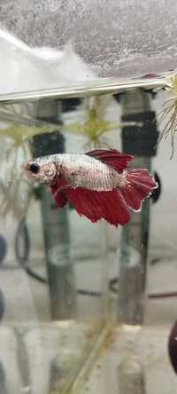 Bojownik Betta fish Betta splendens Bojownik wspaniały syjamski