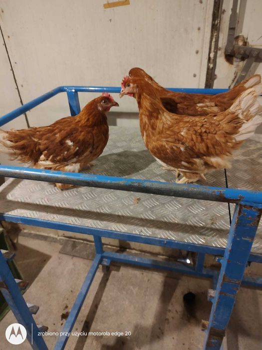 Kury nioski z wolnego wybiegu  własna hodowla ! Kurki z jajkiem !