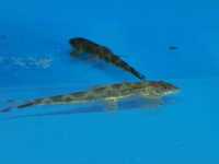 Ryby akwariowe Homaloptera orthogoniata