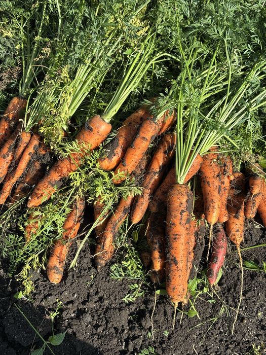 Продам картоплю,моркву,цибулю