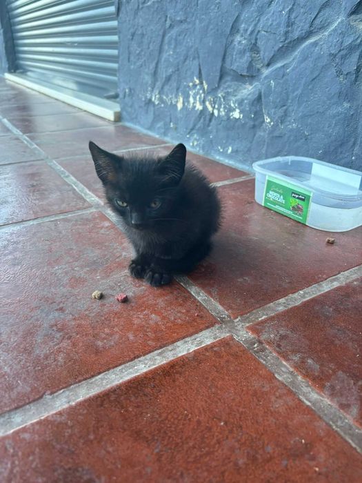 Adoção gatinhos !