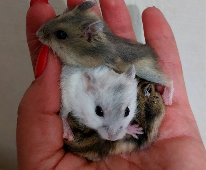 Джунгарські  хом'ячки