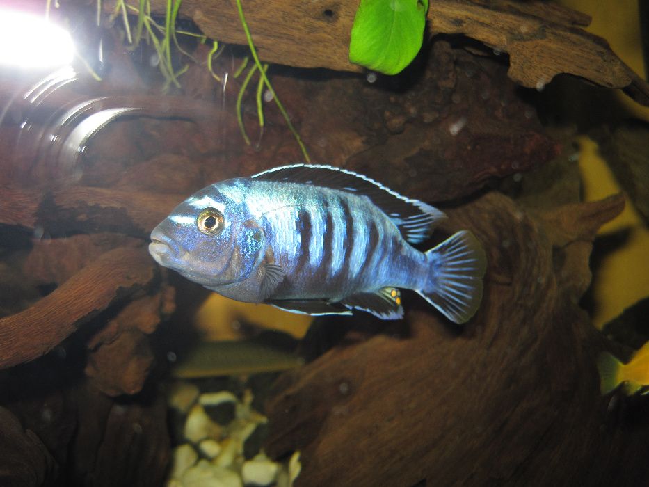 Pyszczaki MALAWI Pseudotropheus Saulosi Saulosa i Maingano - rybki GDA
