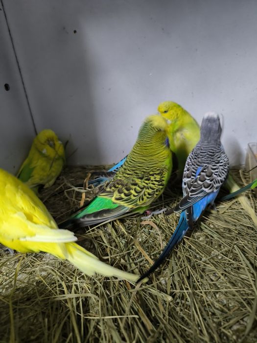 Periquitos Hagoromos, asa negras etc.