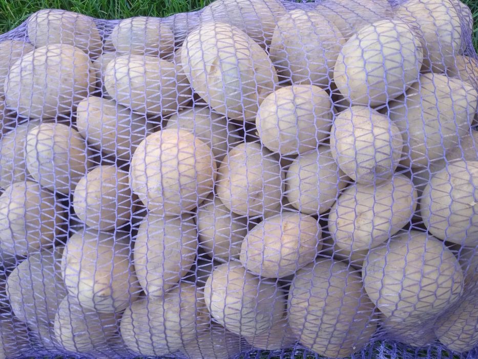 Продам картоплю.