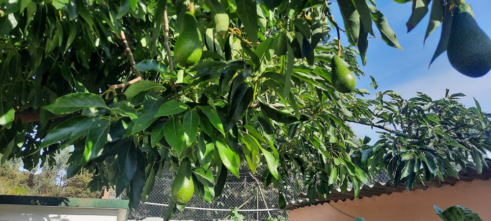 2kg De Abacate hass Caseiro sem qualquer tratamento