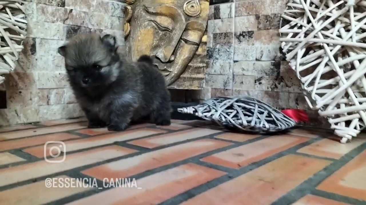Lulu da Pomerânia com LOP (Pedigree) e Afixo