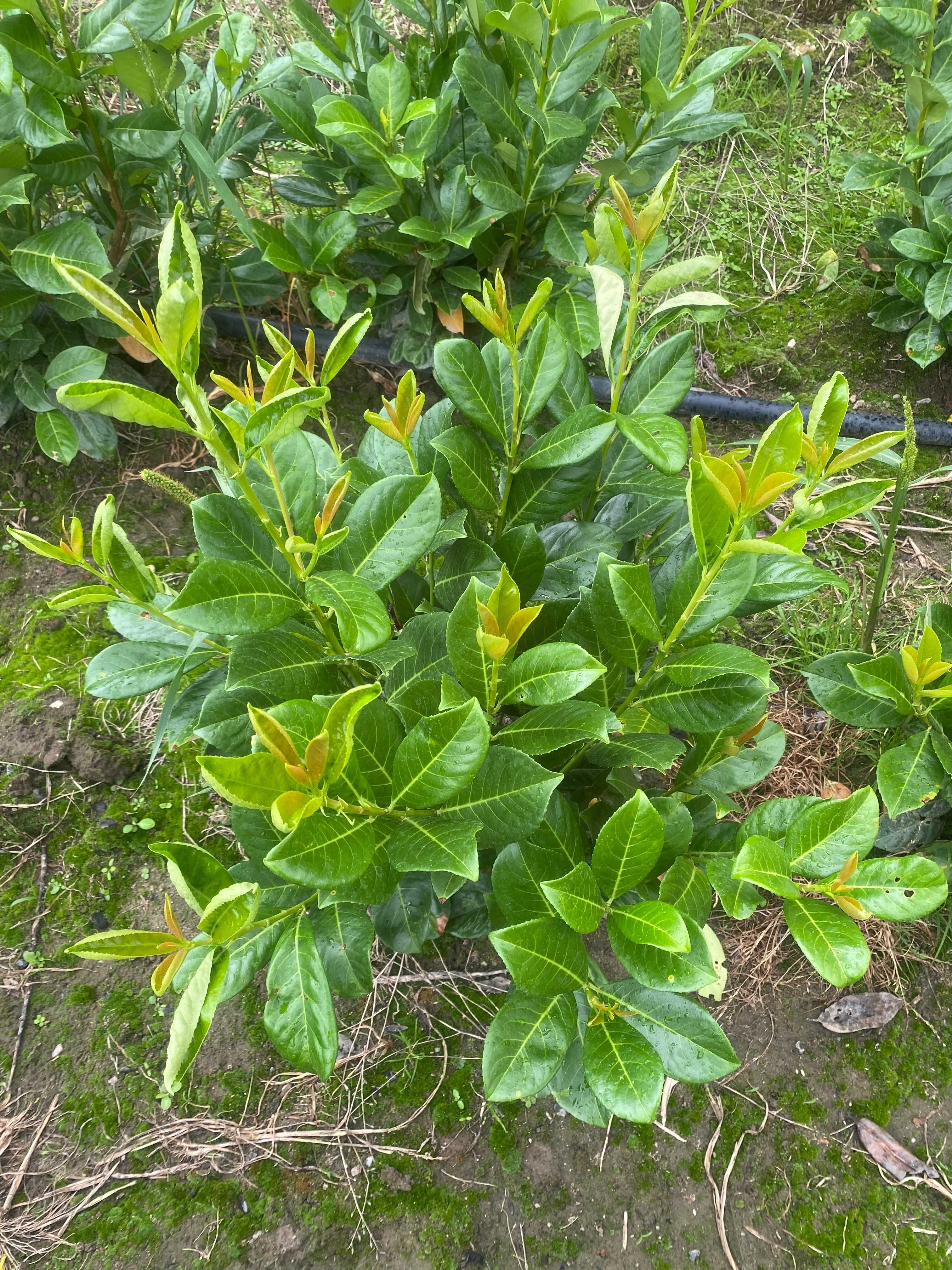 Laurowiśnia wschodnia Caucasica, Novita, Rotundifolia! Prunus! 150 cm!