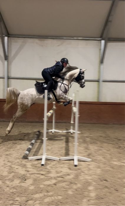 Sprzedam uroczego wałacha w typie araba