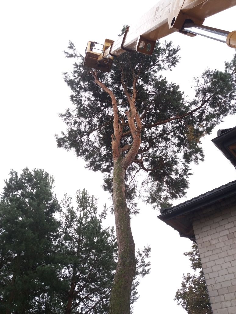 Przycinanie i wycinka drzew, podnośnik koszowy, alpinistyka