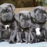 Елітні щеночки-Cane corso від питомника