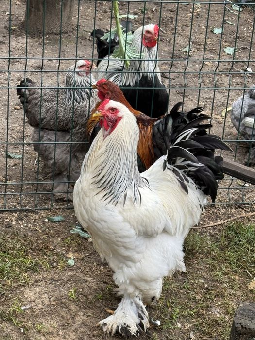 Pintainhos brahma leght dark