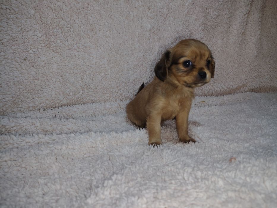 Cavapoo, cavalier King Charles spaniel & pudel toy, sunia