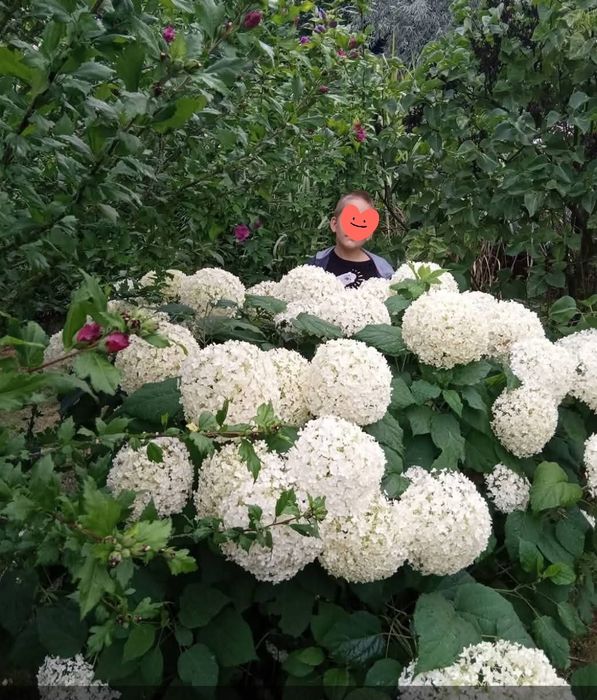 Hortensja Annabell Hydrangea arborescens