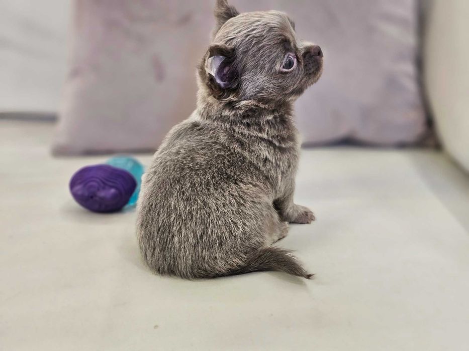 Liliowa, długowłosa dziewczynka chihuahua mini