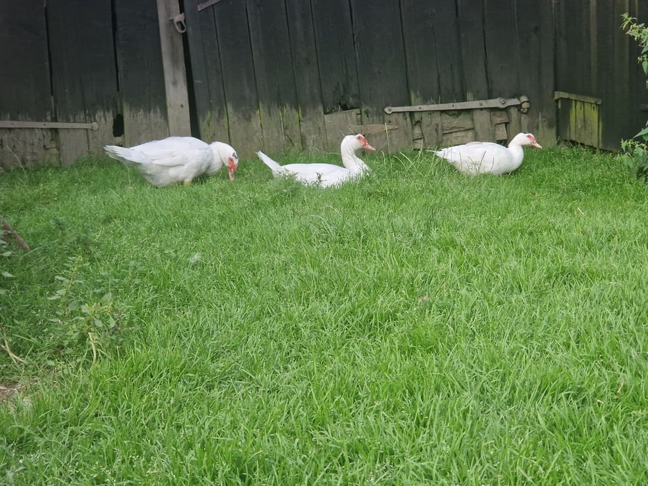 Kaczki kaczor kaczka