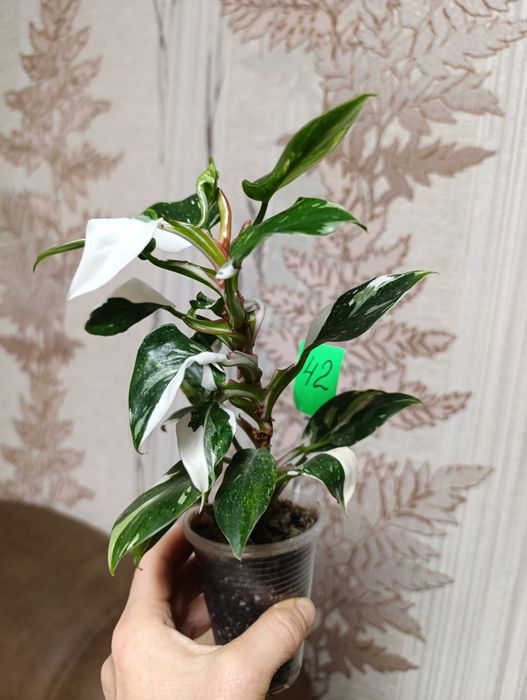 філодендрон Біла принцеса триколор