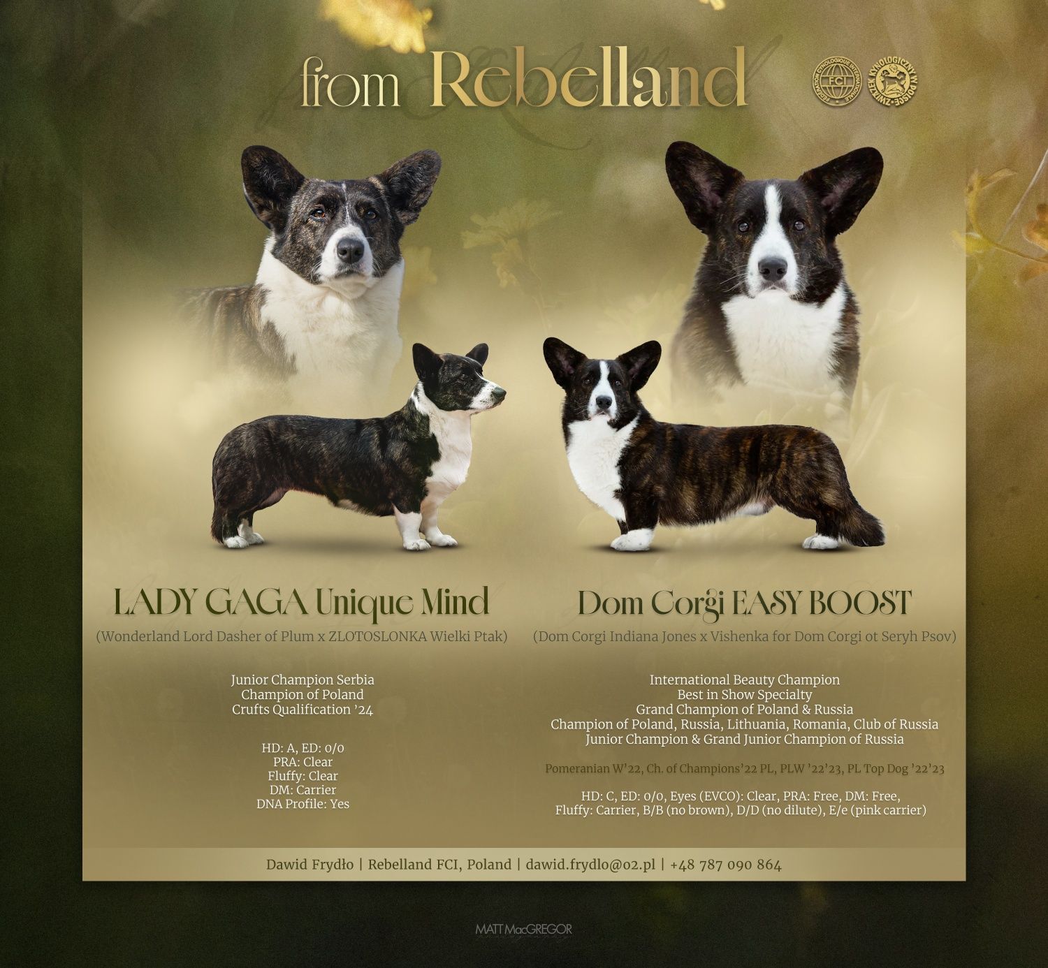 Whels Corgi Cardingan