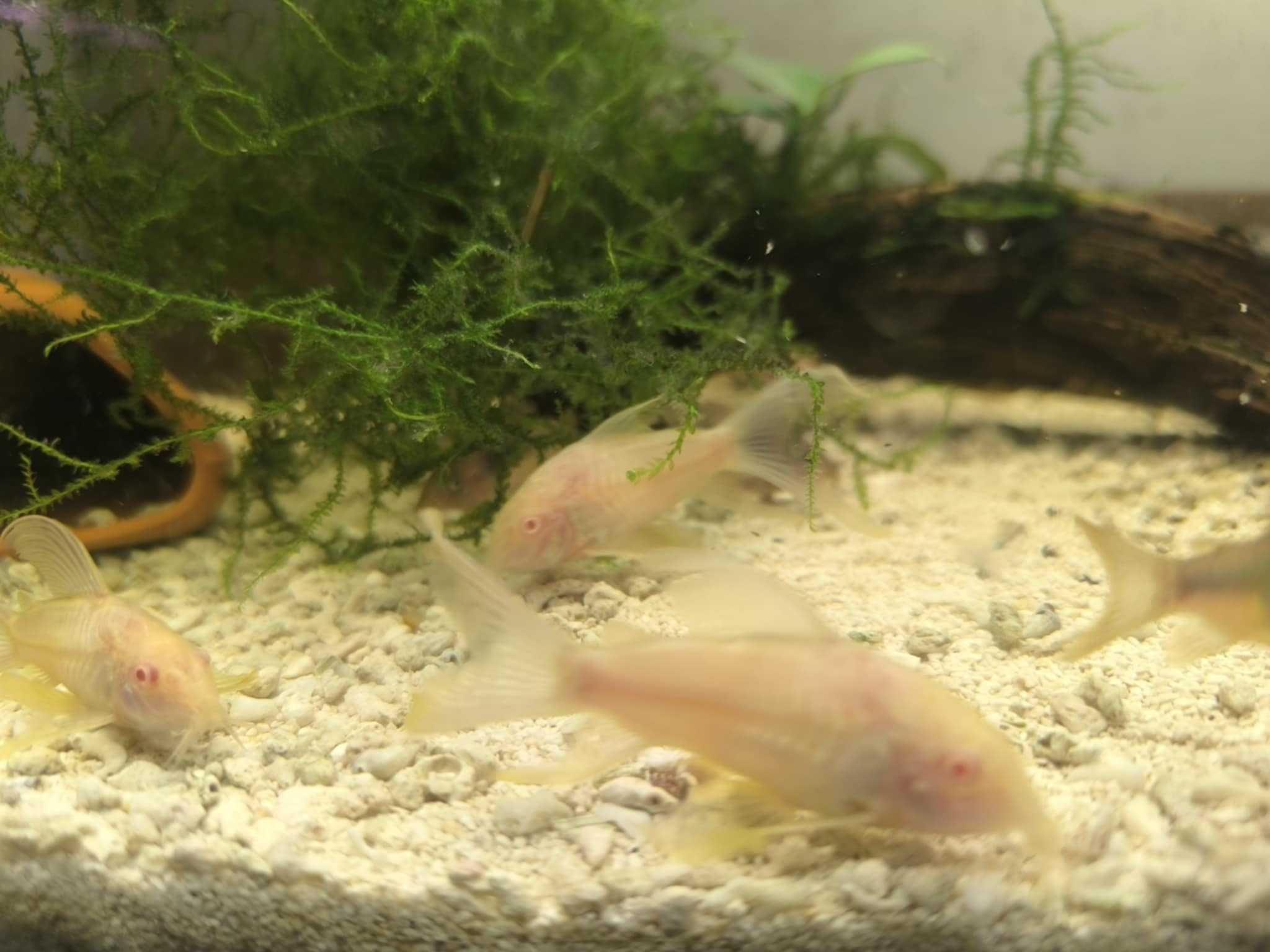 kirysek weloniasty albinos