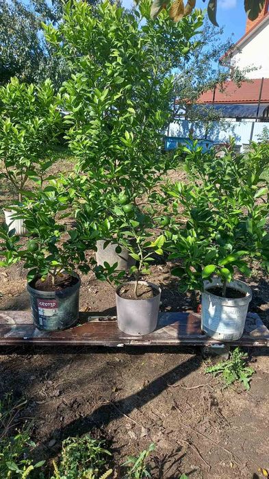 Продам лимонні дерева