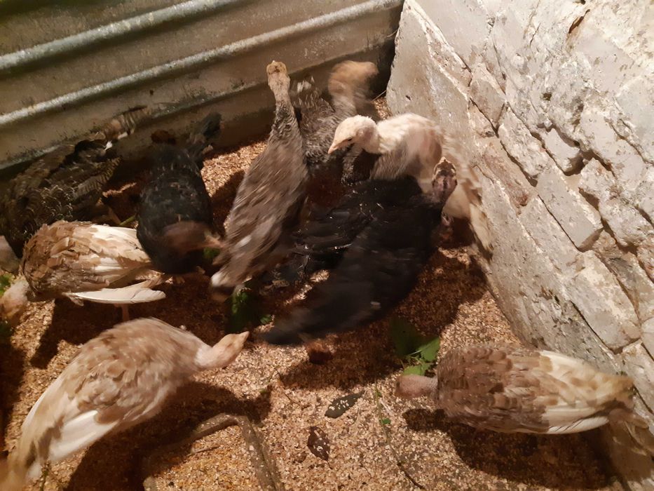 Sprzedam mlode indyki