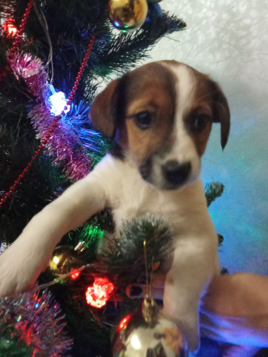 Джек росел терєр