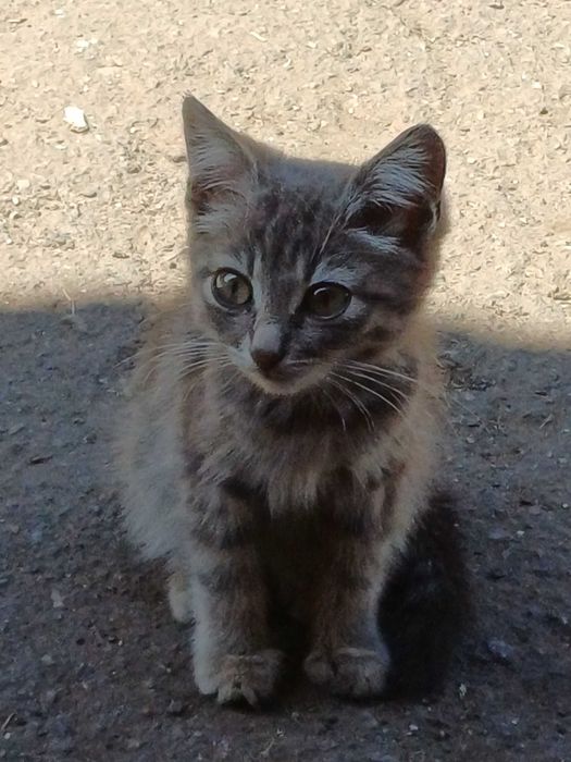 Кошеня  дівчинка котенок девочка